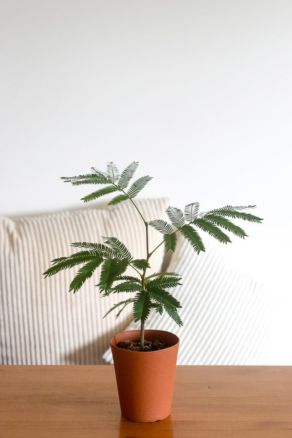 pithecellobium-confertum-everfresh-tree