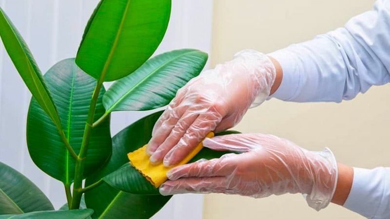 Lau lá cây để tránh nấm bệnh